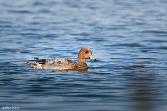 Kačica hvizdárka-Mareca penelope staršie Anas penelope