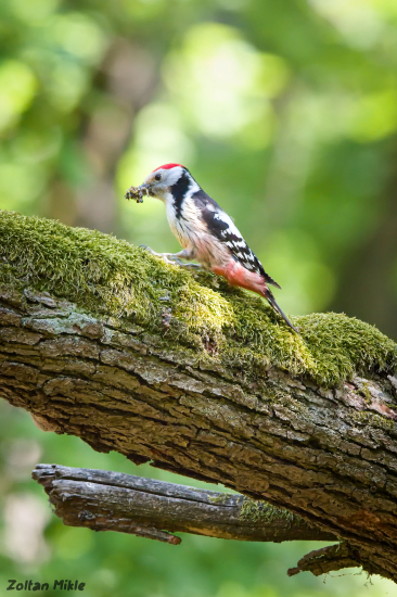 Ďateľ prostredný-Dendrocoptes medius
