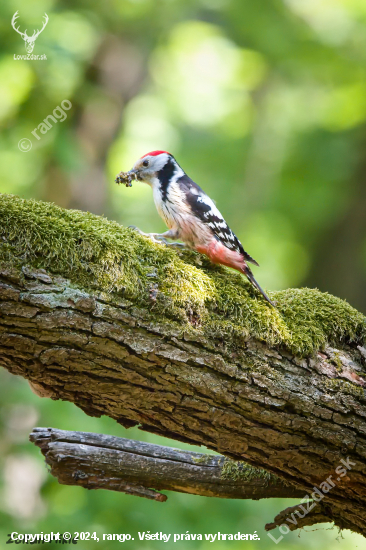 Ďateľ prostredný-Dendrocoptes medius