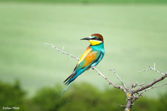 Včelárik zlatý-Merops apiaster