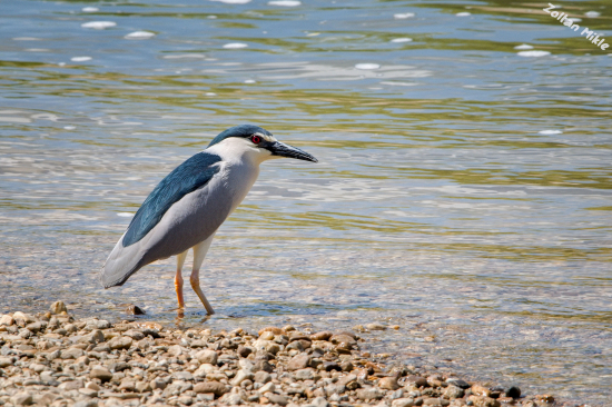 Chavkoš nočný-Nycticorax nycticorax