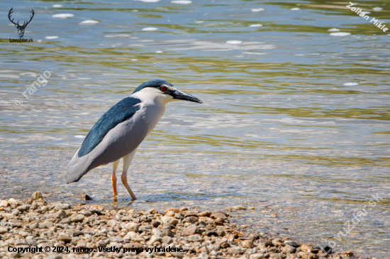 Chavkoš nočný-Nycticorax nycticorax