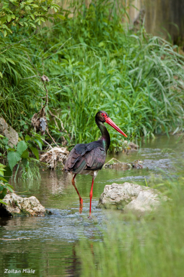 Bocian čierny-Ciconia nigra