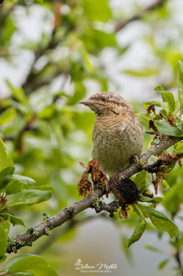 Krutohlav hnedý-Jynx torquilla