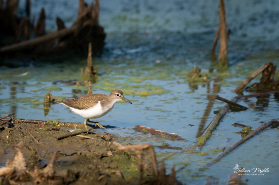 Kalužiačik malý-Actitis hypoleucos