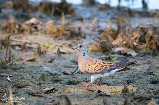 Hrdlička poľná - Streptopelia turtur