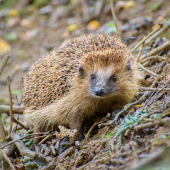 Jež tmavý-Erinaceus europaeus
