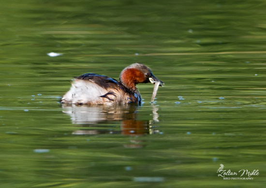 Potápka malá-Tachybaptus ruficollis