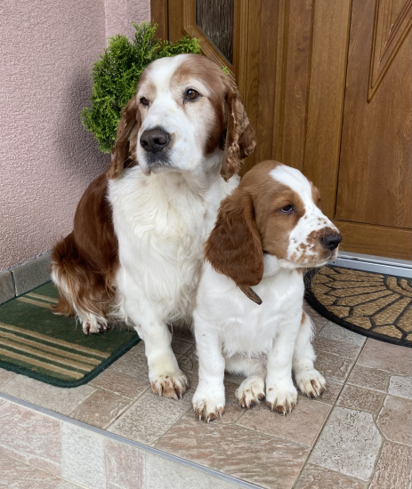 Welsh Springer Spaniel