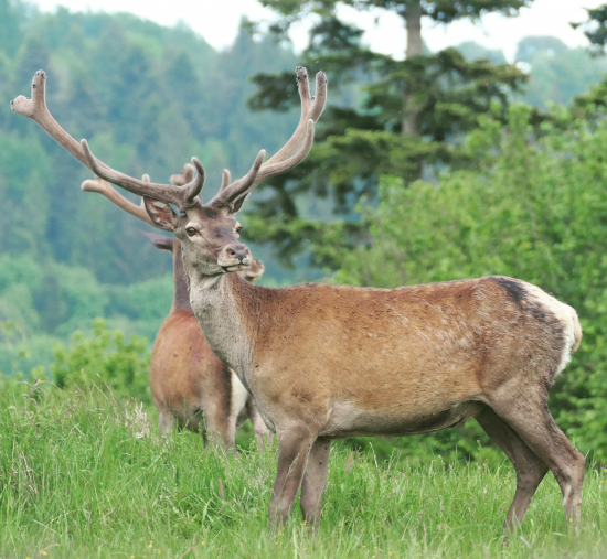 Cervus elaphus ..