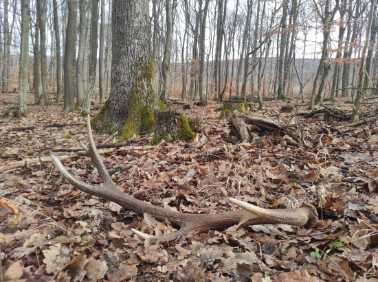 Prvý nový v sezóne