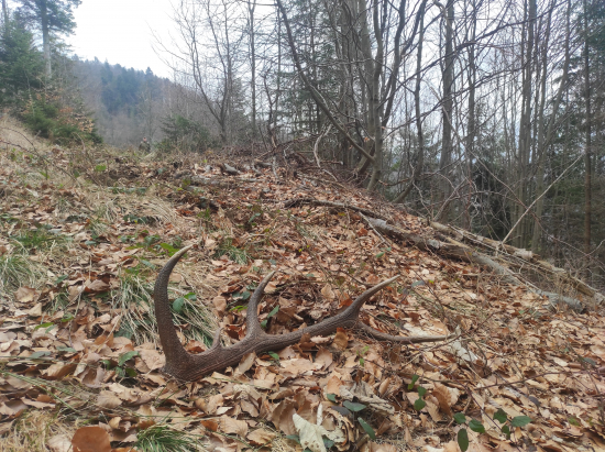 Tato našiel 2 nový