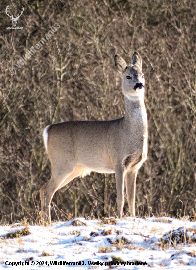 Capreolus capreolus