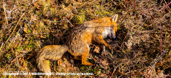 Fox