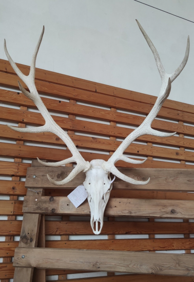 Chovateľská prehliadka Prešov