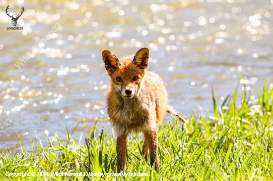 Vulpes vulpes