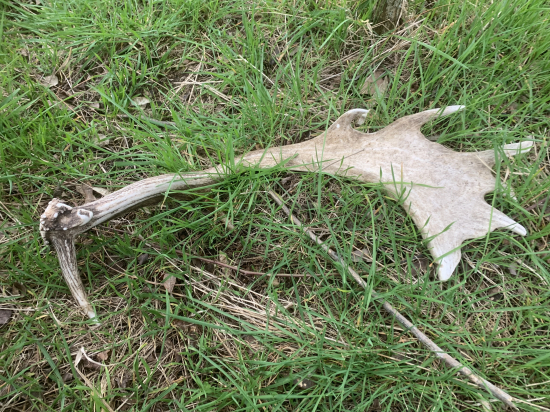 Zhod z veľkého daniela