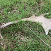 Zhod z veľkého daniela