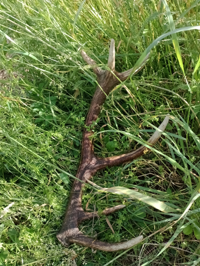 Ešte sa dajú nájsť keď na nich skoro stúpnete