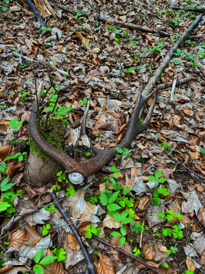 Vychodený 12-torák