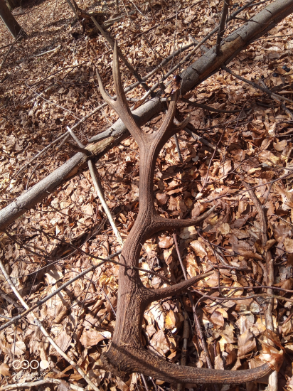 Mladý delobuch po dlhšom čase...