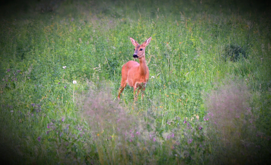 Slečna nebezpečná (srna lesná)