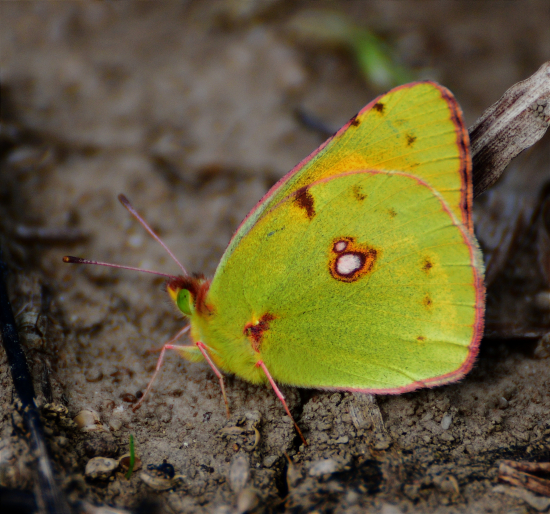 Žltáčik vičencový