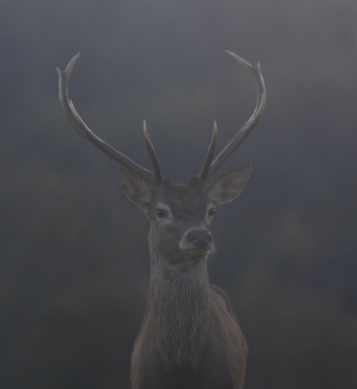 Zoči Voči v rannej rose
