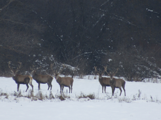 Niečo ích vyplašilo