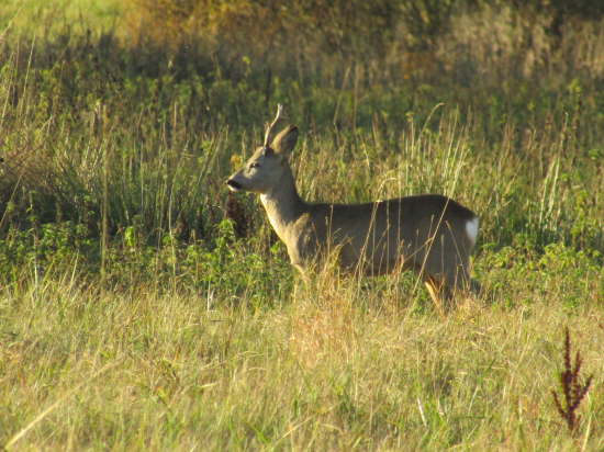Vyhrieval sa na slniečku