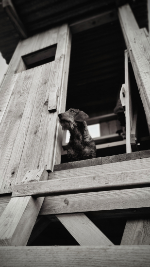 Môj najlepší pomocník