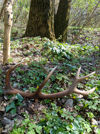 Desatorák z húštin pod Tríbečom