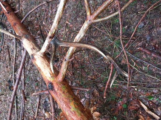 Chabý na taky dátum