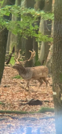 Kde jedna ruja končí , iná začína