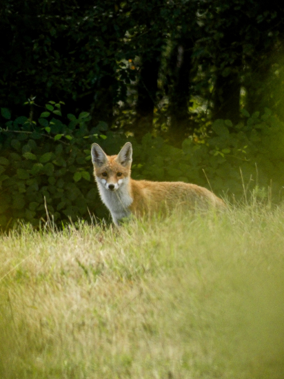 Líška na pár krokov