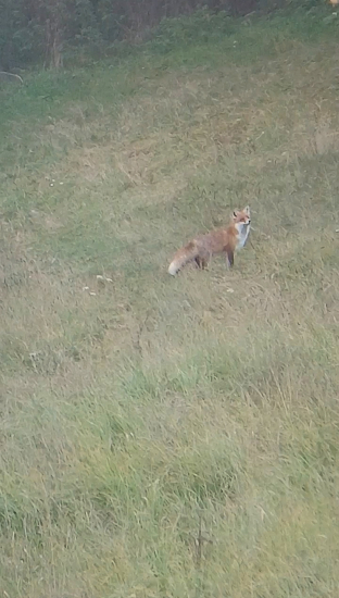 Prefíkaná ako líška