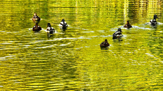 Kačice divé na rieke malá Nitra v Nových Zámkoch