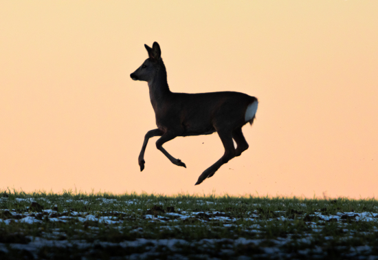 Srna za západu slnka