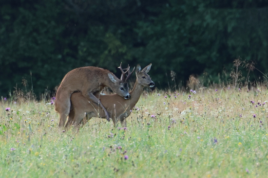 Zlatý v srnčom opojení