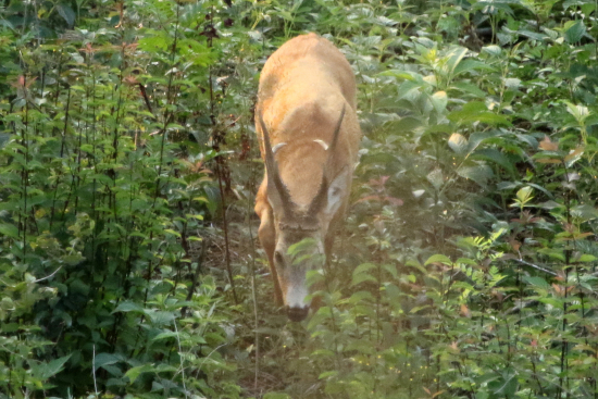 Fenomenálny - prízrak