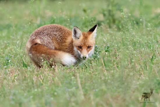 Parádnica prešibaná