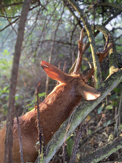 Zomrel kráľ - nech žije kráľ