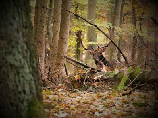 ...a ty čo tu, dievčička?