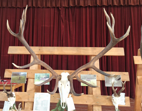 CHP Vranov n/T 2023/24_najsilnejší jeleň