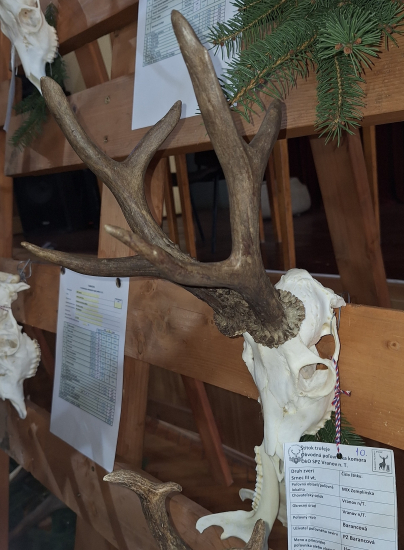 CHP Vranov n/T 2023/24_najsilnejší srnec