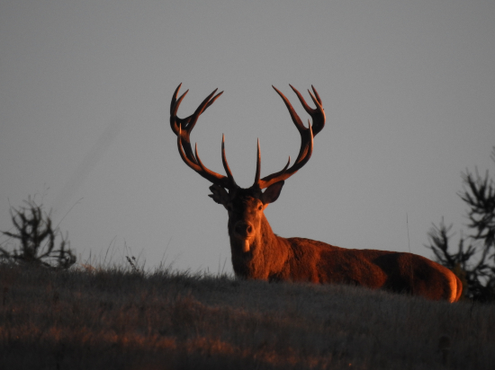 Slnko vychádza a kráľ odchádza