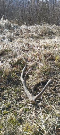 Pocestné prekvapenie