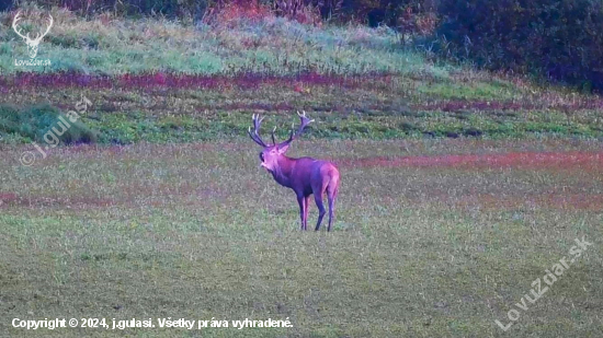 Jeleň