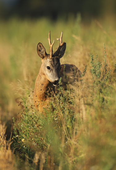 opatrne,ale prišiel na pár metrov