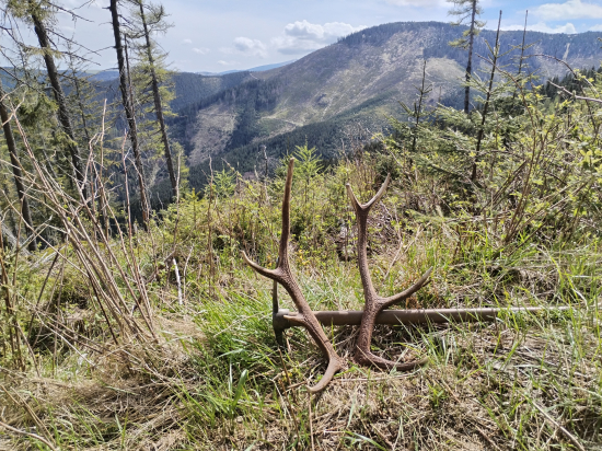 Pri sadení novej hory